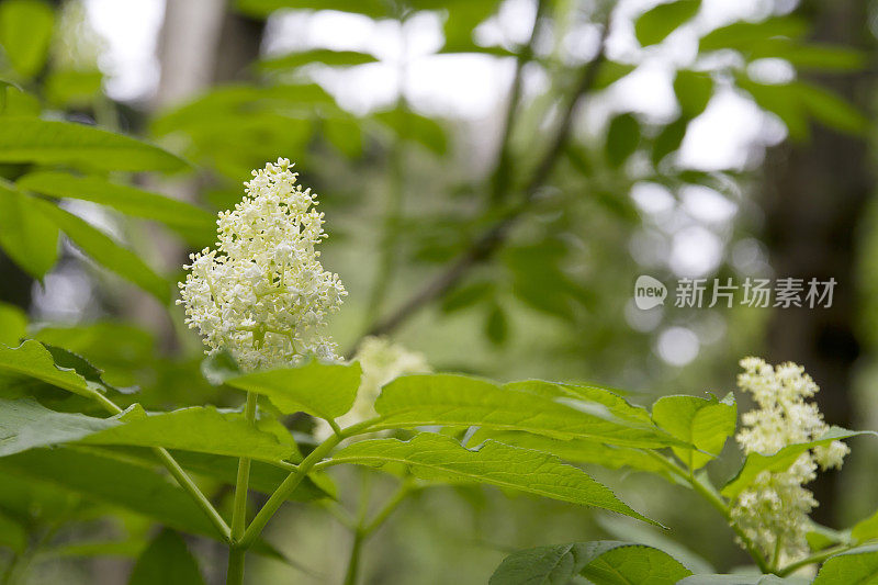 高山接骨木(sambuus racemosa)开花